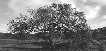 oaktree.jpg